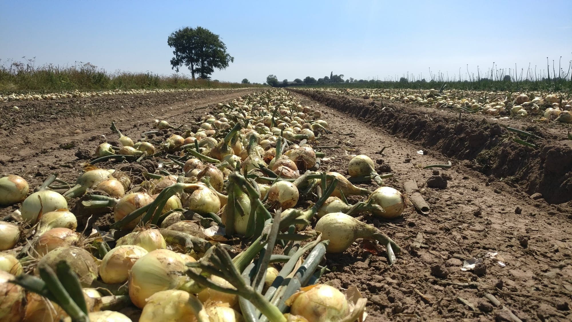 Onions curing in windrows in a Lincolnshire field under a summer sky