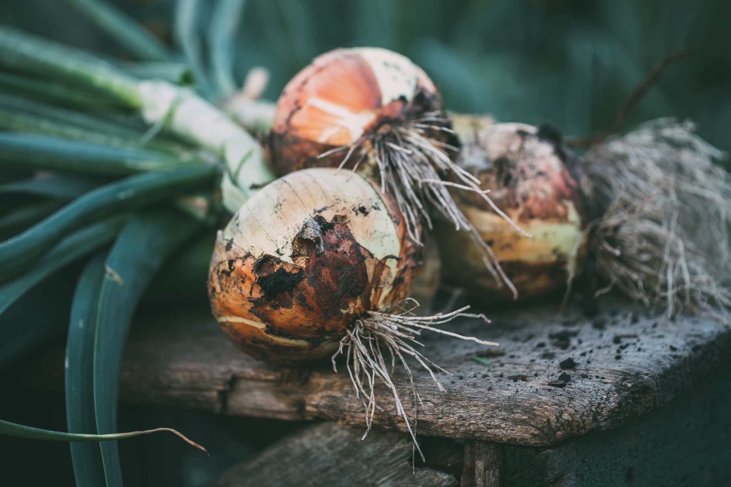 Freshly lifted onions, roots and tops still on, at the edge of the field