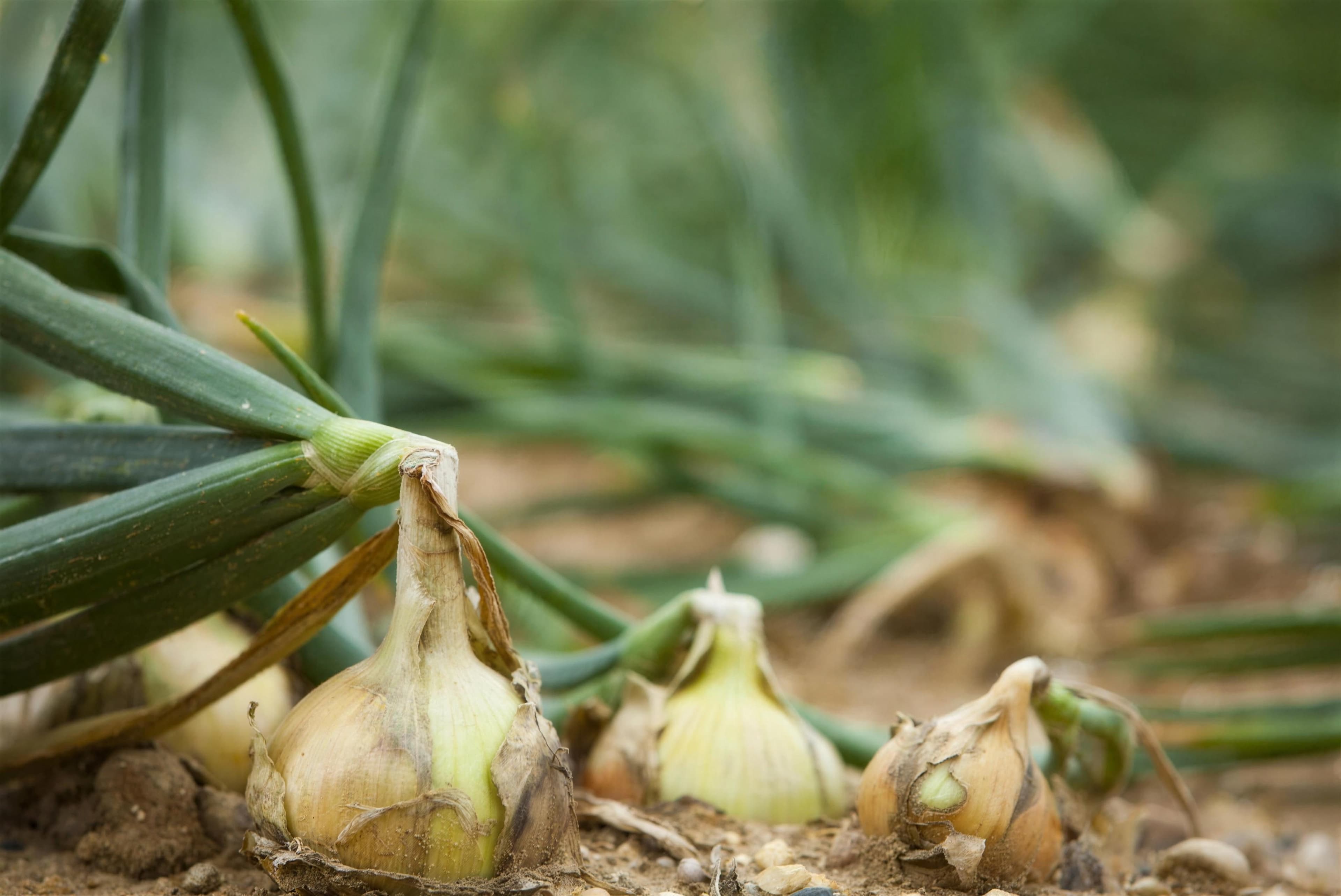 Onions maturing in the field at Moulton