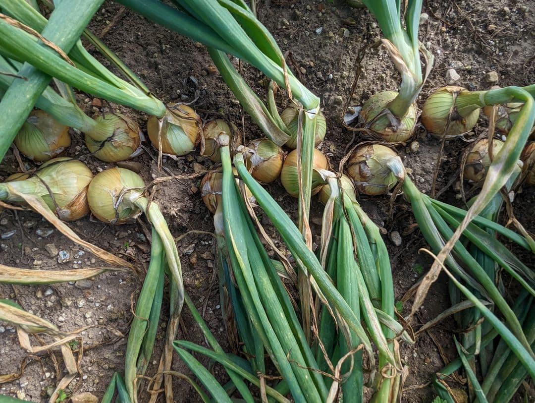 Drought, Heat and Fusarium: The State of the 2026 Onion Crop So Far