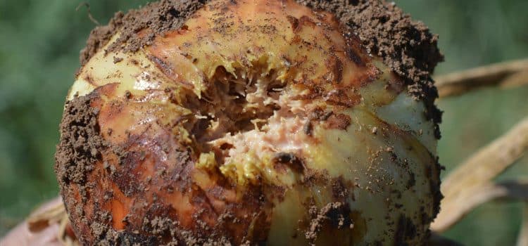British Onions Producer Association announces groundbreaking Fusarium research project