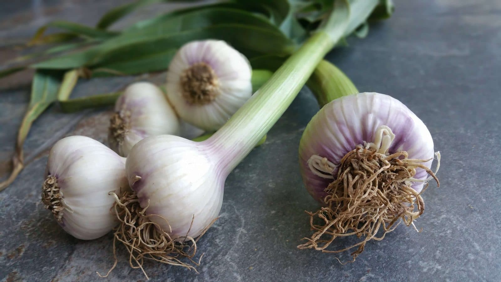 Fresh Green Garlic Season Is Here