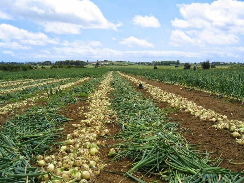 Imported Onions. A necessary evil for this season.