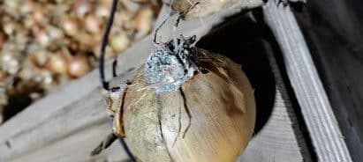 Investigating Fusarium in Onions: A Collaborative Research Project