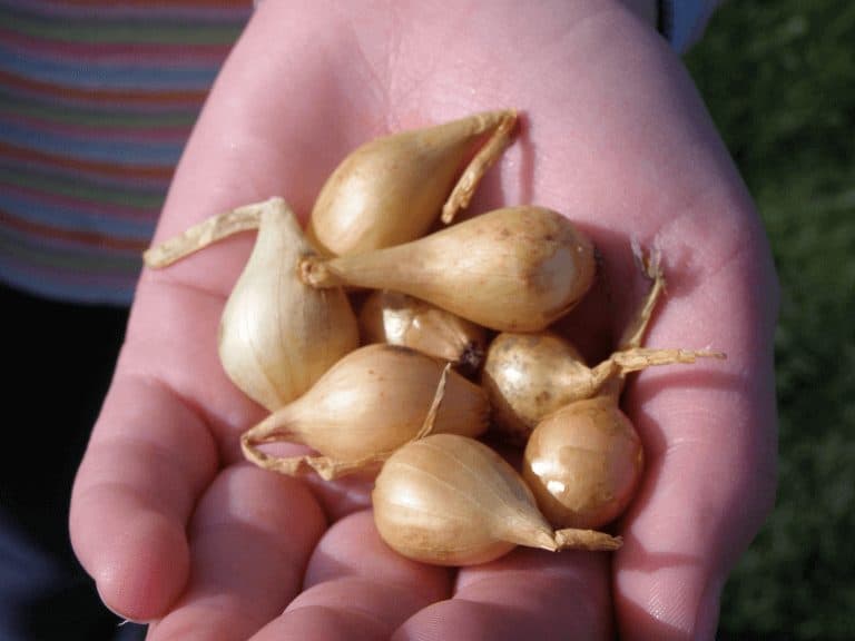 Onion sets have all been planted