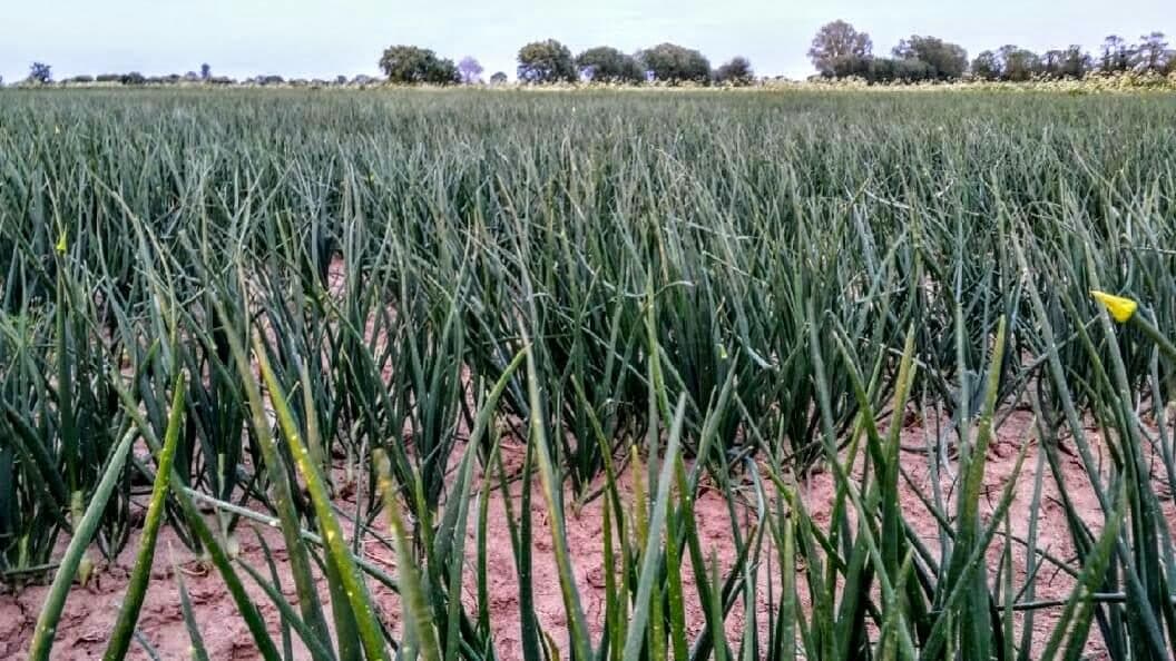 Our overwintered onions are growing nicely in the spring sunshine