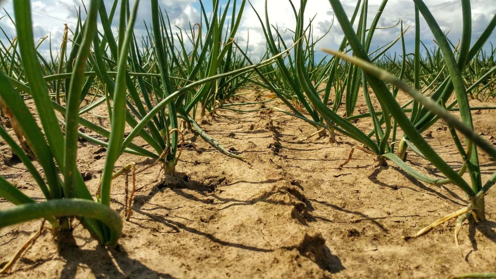Overwintered onions are growing nicely