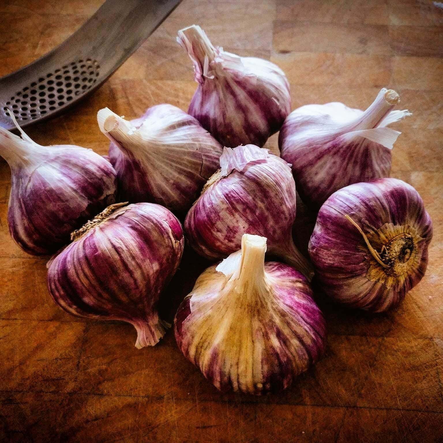 Really Garlicky Garlic Patagonian Purple is now available in Waitrose.