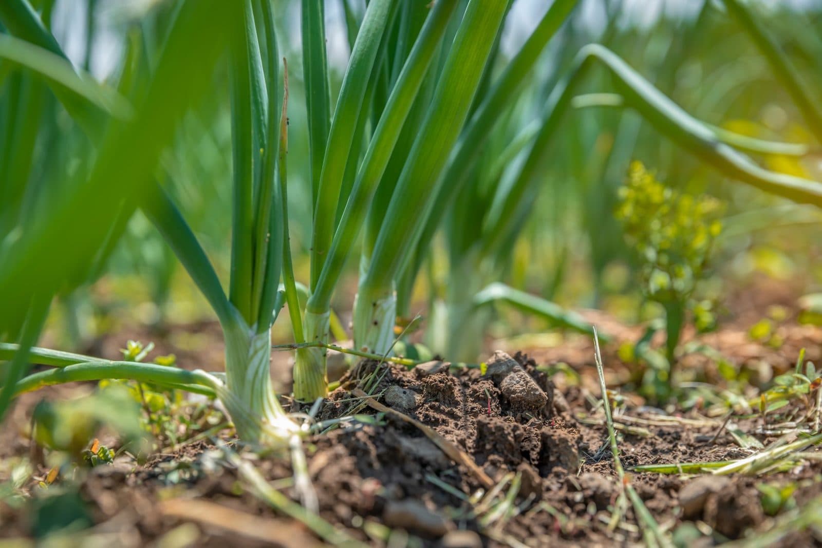Soil Association Audit 2023