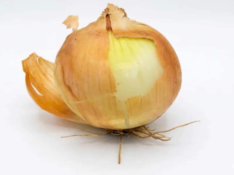 An onion on the QC inspection bench