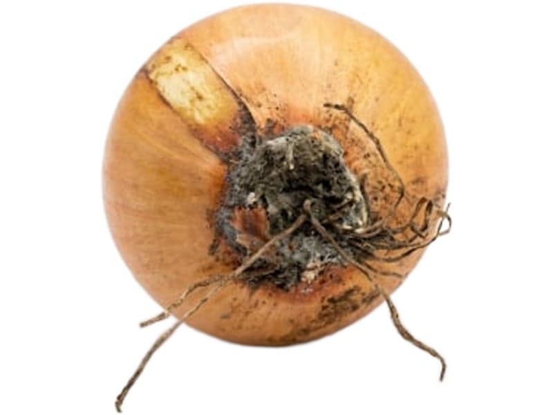 Example of base rot on an onion
