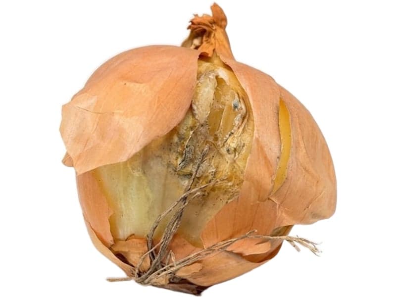 Example of damage on an onion