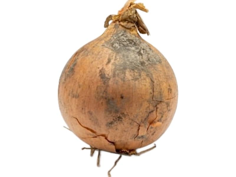 Example of staining on an onion