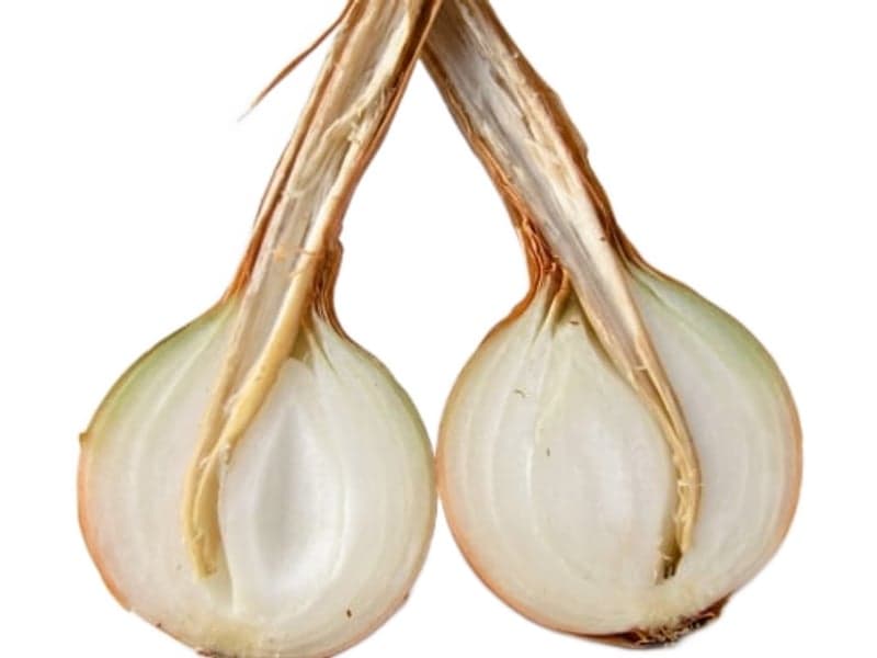 Example of thick neck, or bolter on an onion