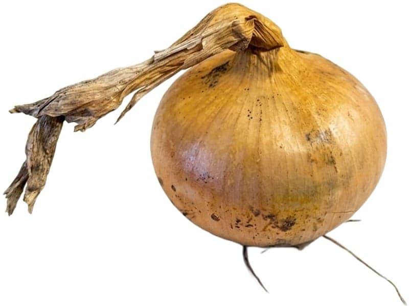 Example of white root on an onion