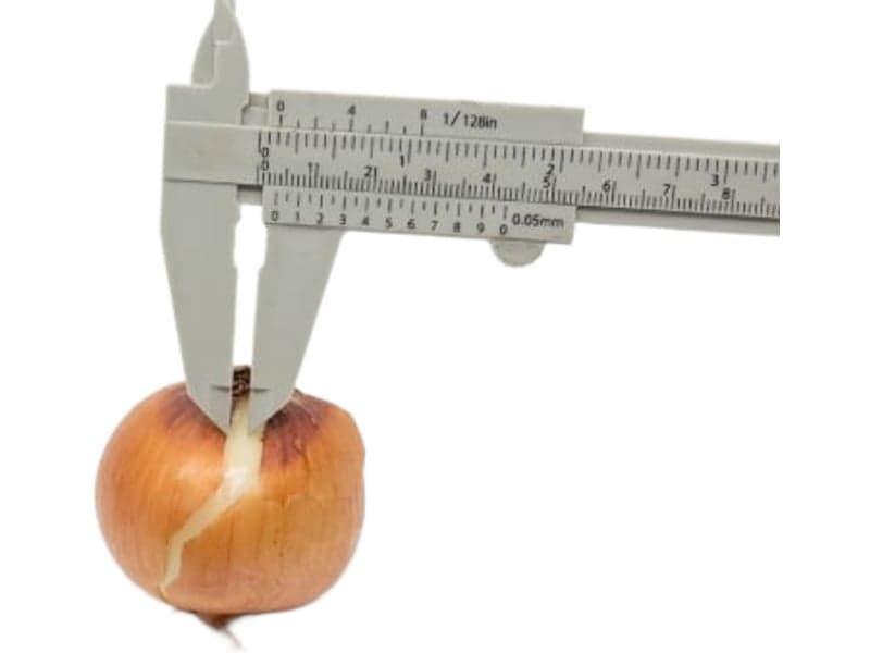 Example of skin cracking on an onion