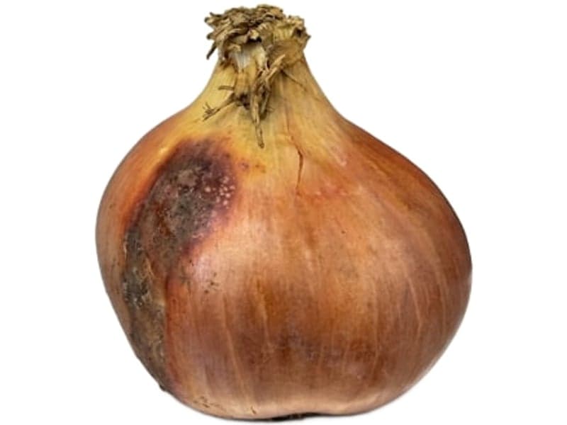 Example of poor sizing on an onion