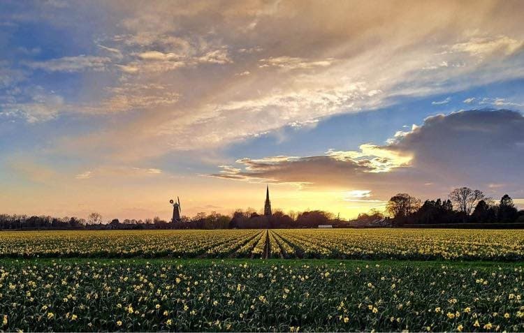Sunset over a daffodil field at Moulton, the village church spire and the mill on the horizon