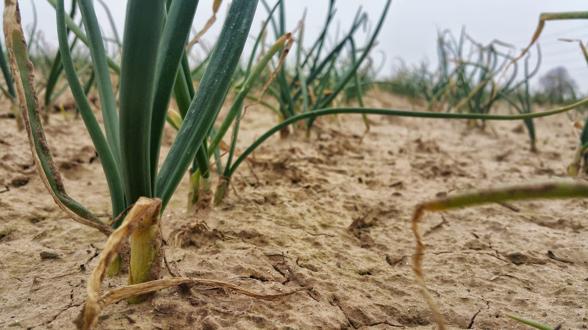 Young onion crop growing in rows in Fen soil, photographed at ground level