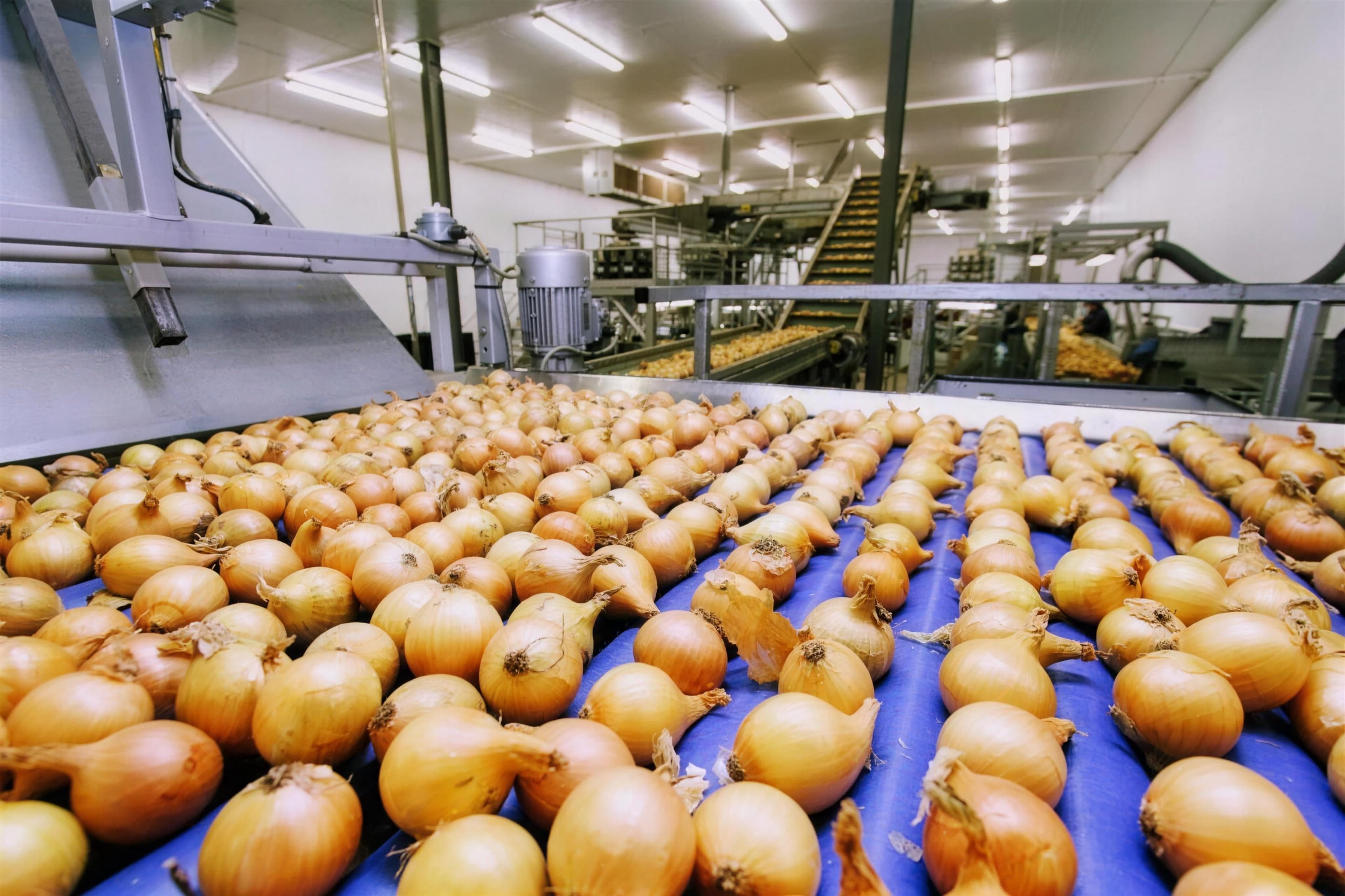 Graded onions on a packing line conveyor