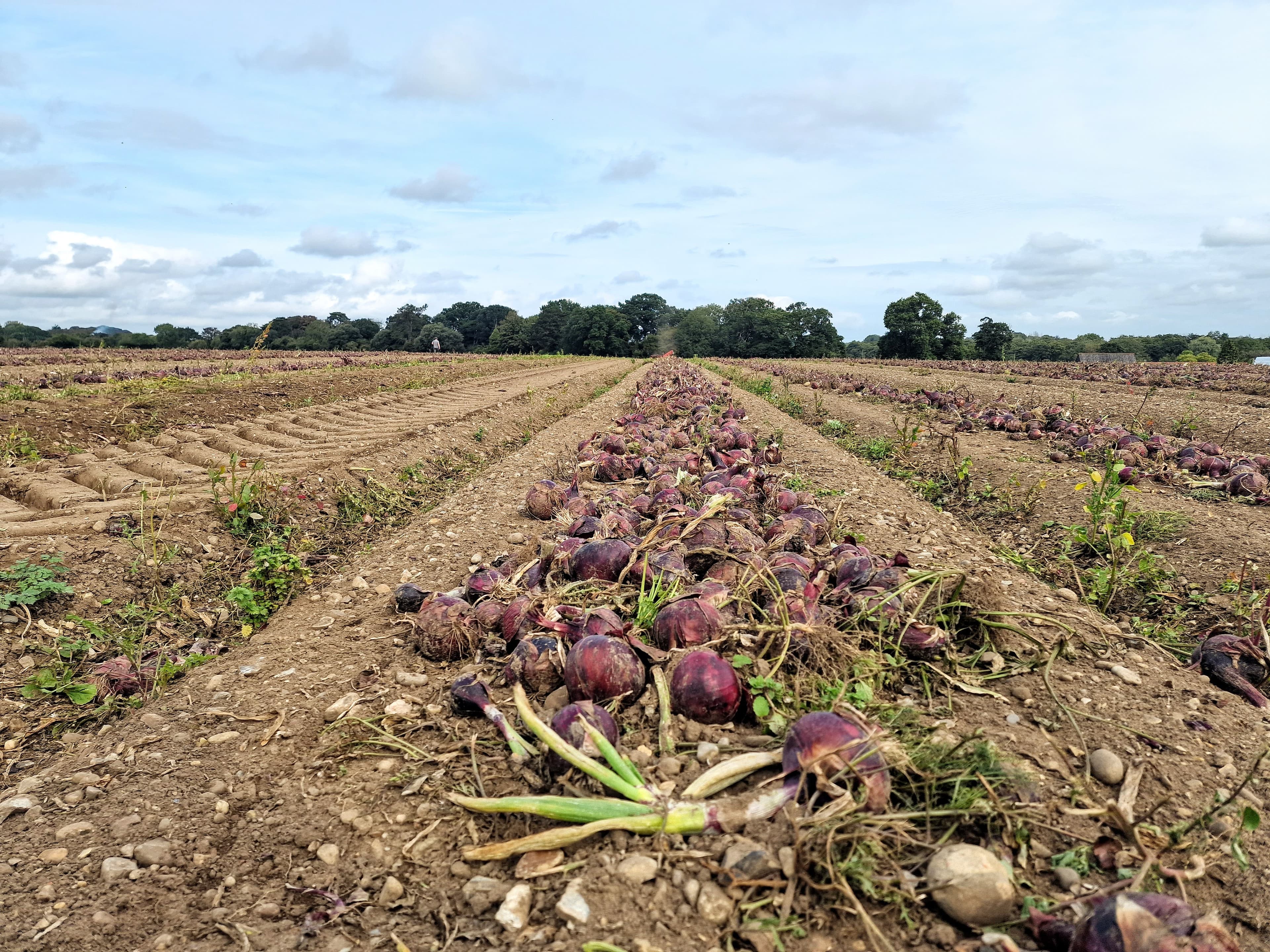 Red onions lifted and curing in windrows before harvest