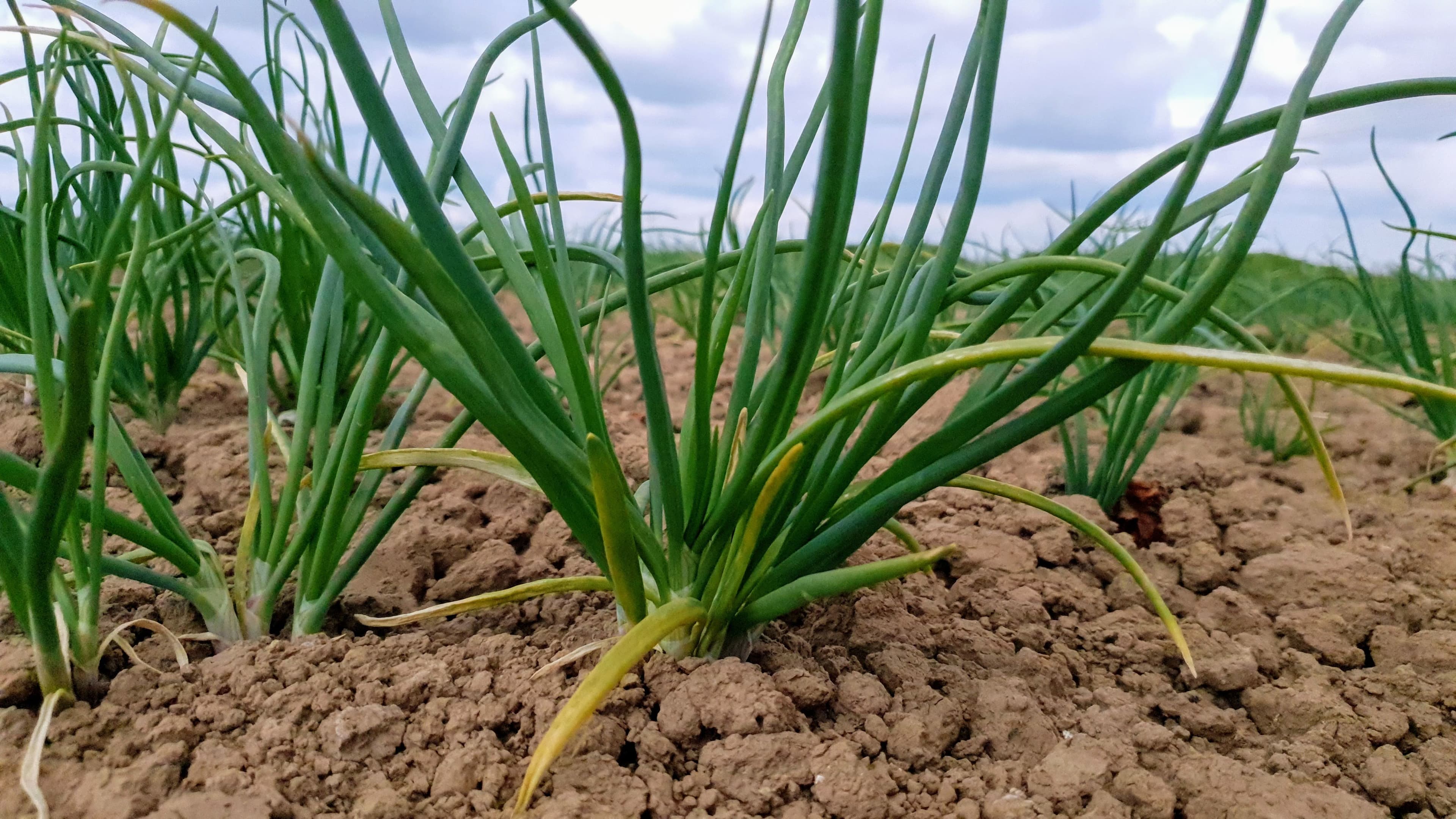 Young onion crop establishing in Fenland soil